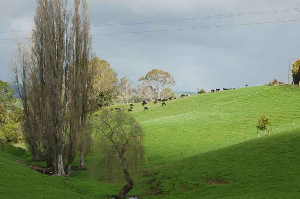87 - Nueva Zelanda - Matamata, tierra de los hobbits
